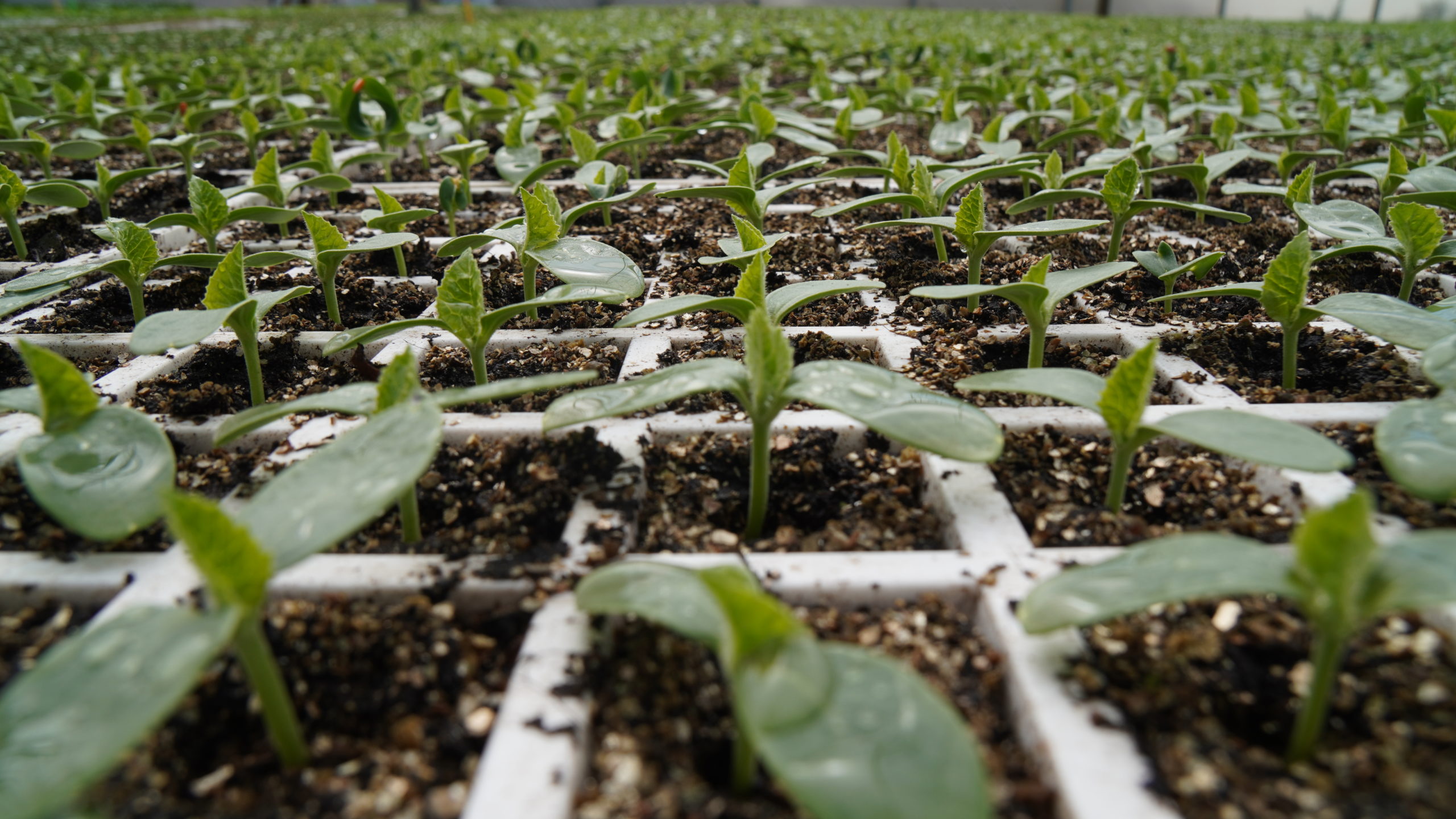 Plant de Melon Jaune Canari bio- Vente de plant bio en ligne