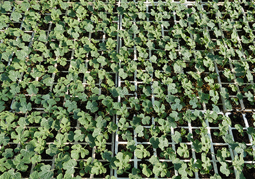 Fraunié Plants - cucurbitacées - Melon
